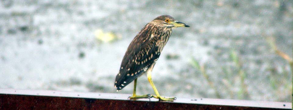 ゴイサギ幼鳥(ホシゴイ)